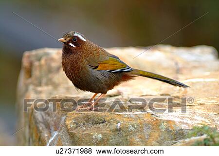 Bird on rock, side view View Large Photo Image Stock Photo - Bird on rock, side view. Fotosearch