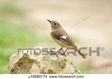 Picture - Bird on stone, side view. Fotosearch