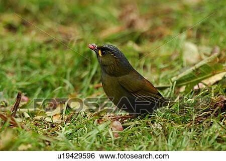 Stock Photograph - Bird on the grassy ground, side view. Fotosearch