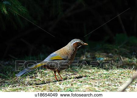Bird on the ground, side view View Large Photo Image Stock Photo - Bird on the ground, side view. Fotosearch