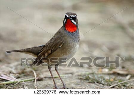 Bird on the ground, side view View Large Photo Image Stock Photograph - Bird on the ground, side view. Fotosearch