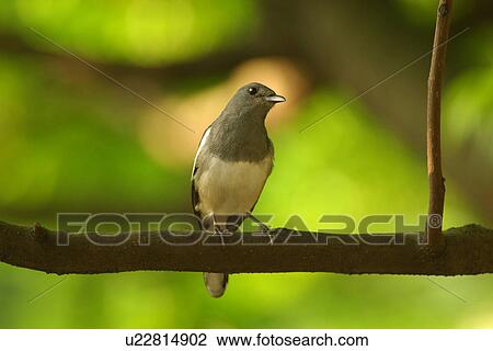 Stock Image - Bird on trunk, front view. Fotosearch