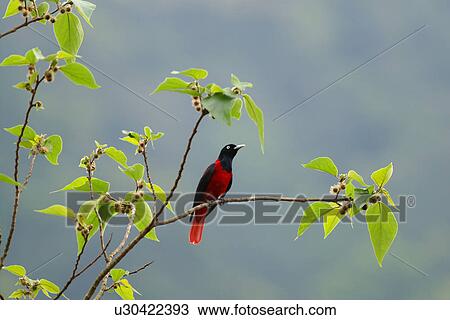 Bird on twig, front view View Large Photo Image Stock Image - Bird on twig, front view. Fotosearch