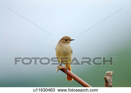 Stock Image - Bird on twig in blue background, rear view. Fotosearch