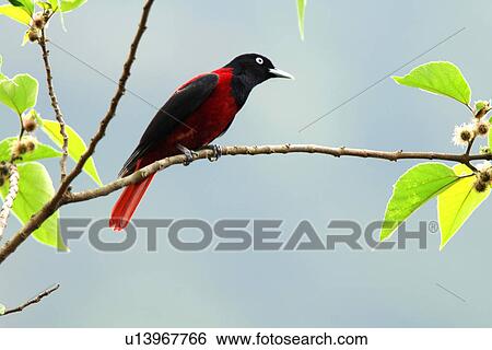 Stock Photograph - Bird on twig, side view. Fotosearch