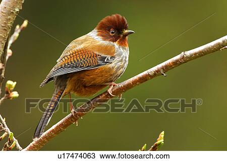 Stock Image - Bird perching on bare tree branch, side view. Fotosearch