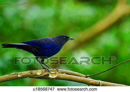 Bird perching on branch, side view View Large Photo Image Stock Photo - Bird perching on branch, side view. Fotosearch