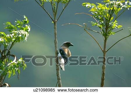 Bird perching on branch, side view View Large Photo Image Stock Photography - Bird perching on branch, side view. Fotosearch