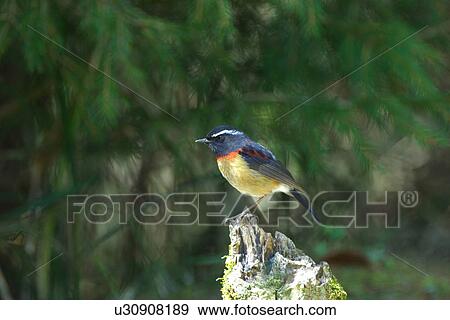 Stock Photo - Bird perching on rock, side view. Fotosearch