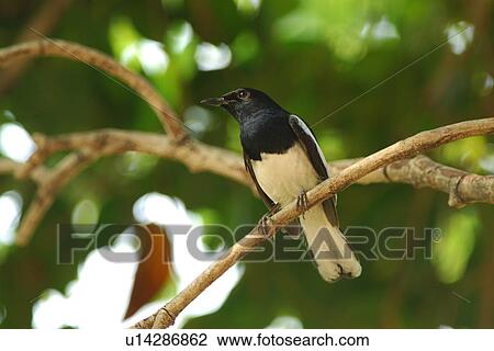 Stock Image - Bird perching on twig, front view. Fotosearch