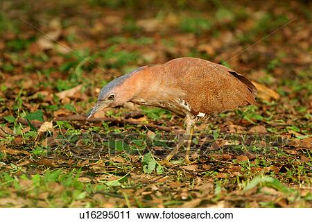 Stock Image - Bird prowling on the ground, side view. Fotosearch