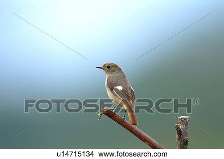 Bird standing on branch in sun, side view View Large Photo Image Picture - Bird standing on branch in sun, side view. Fotosearch