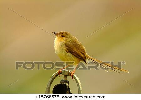 Stock Photography - Bird standing on railing, side view. Fotosearch