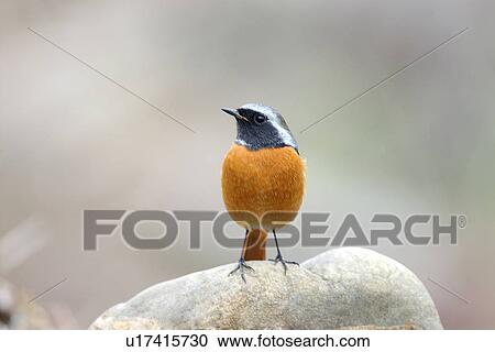 Bird standing on rock, front view View Large Photo Image Stock Image - Bird standing on rock, front view. Fotosearch