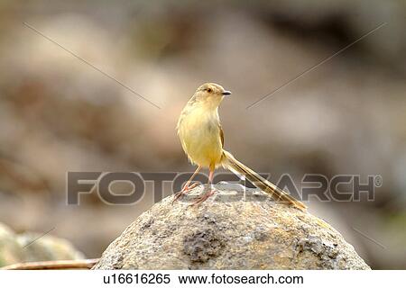 Bird standing on rock, front view View Large Photo Image Stock Photography - Bird standing on rock, front view. Fotosearch