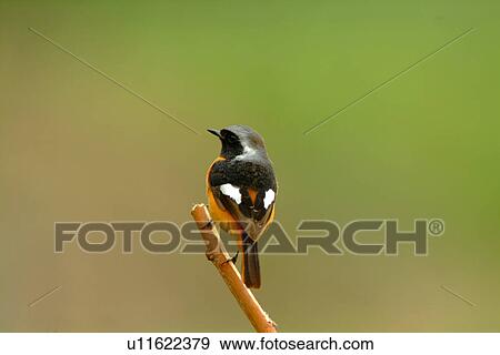 Bird standing on top of branch, rear view View Large Photo Image Stock Photo - Bird standing on top of branch, rear view. Fotosearch