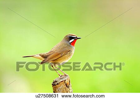 Bird standing on top of stump, side view View Large Photo Image Stock Image - Bird standing on top of stump, side view. Fotosearch
