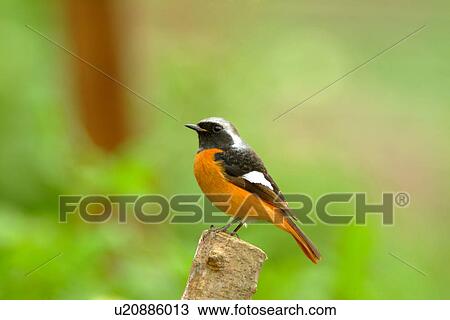 Bird standing on top of tree stump, side view View Large Photo Image Stock Image - Bird standing on top of tree stump, side view. Fotosearch