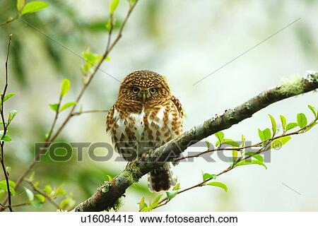 Collared pigmy owlet perching on tree branch, front view View Large Photo Image Stock Photography - Collared pigmy owlet perching on tree branch, front view. Fotosearch