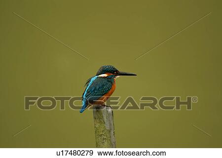 Stock Photo - Common kingfisher on top of stump, side view. Fotosearch