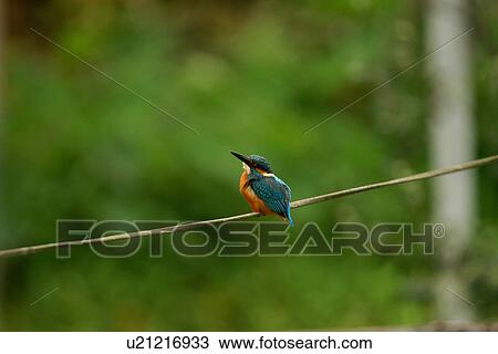 Common kingfisher on twig, side view View Large Photo Image Stock Image - Common kingfisher on twig, side view. Fotosearch