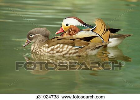 Stock Photo - Female and male mandarin ducks swimming together, side view. Fotosearch