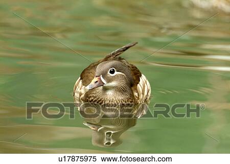 Female mandarin duck floating on water, front view View Large Photo Image Stock Photography - Female mandarin duck floating on water, front view. Fotosearch