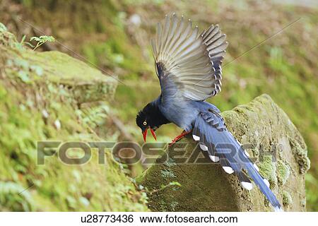 Stock Photograph - Formosan magpie on rock, side view. Fotosearch