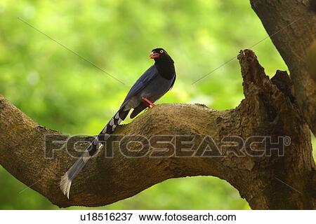 Formosan magpie on trunk, side view View Large Photo Image Stock Photo - Formosan magpie on trunk, side view. Fotosearch