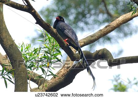 Stock Image - Formosan Magpie standing on branch, side view. Fotosearch