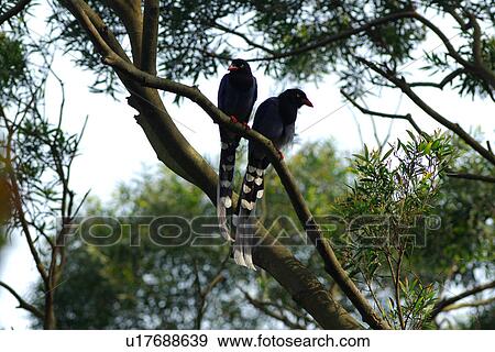 Formosan magpie standing on stone, side view View Large Photo Image Stock Photo - Formosan magpie standing on stone, side view. Fotosearch