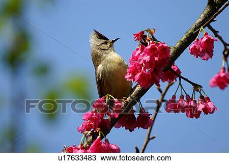 Formosan Yuhina on cherry blossom tree branch, front view View Large Photo Image Stock Image - Formosan Yuhina on cherry blossom tree branch, front view. Fotosearch