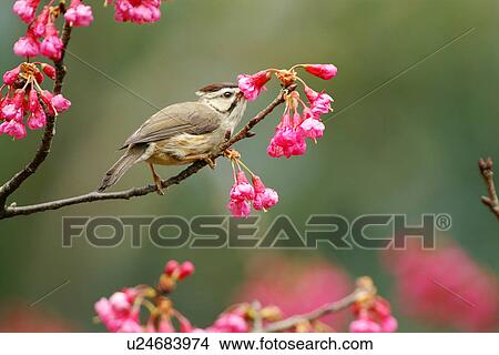 Formosan Yuhina on twig, side view View Large Photo Image Picture - Formosan Yuhina on twig, side view. Fotosearch