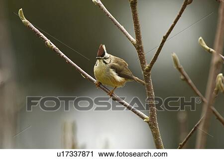 Formosan Yuhina perching on bare tree branch, side view View Large Photo Image Stock Image - Formosan Yuhina perching on bare tree branch, side view. Fotosearch