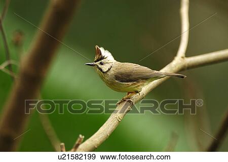 Stock Photo - Formosan Yuhina singing on branch, side view. Fotosearch