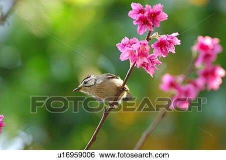 Stock Photograph - Formosan Yuhina standing on a blooming cherry tree branch, side view. Fotosearch