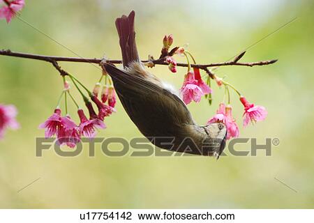 Formosan Yuhina standing reverse on cherry blossom tree branch, side view View Large Photo Image Stock Image - Formosan Yuhina standing reverse on cherry blossom tree branch, side view. Fotosearch
