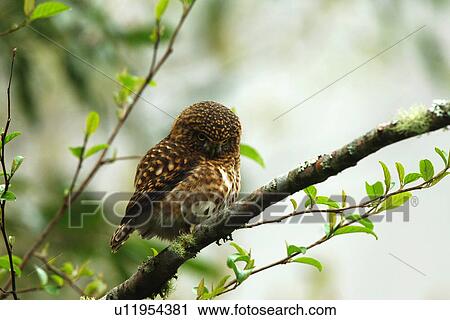 Stock Image - Glaucidium brodiei perching on tree branch, side view. Fotosearch