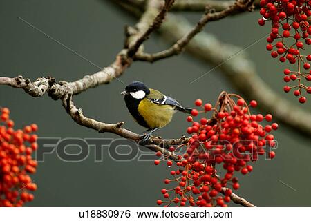 Green-backed tit perching on twig, side view View Large Photo Image Stock Photograph - Green-backed tit perching on twig, side view. Fotosearch