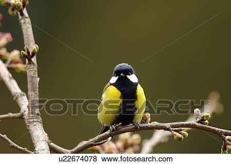 Green-backed tit perching on twig, front view View Large Photo Image Stock Photo - Green-backed tit perching on twig, front view. Fotosearch