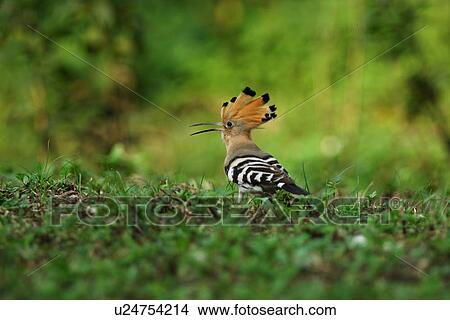 Hoopoe prowling on the grassy ground, rear view View Large Photo Image Picture - Hoopoe prowling on the grassy ground, rear view. Fotosearch
