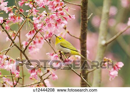 Japanese white-eye in cherry blossom tree, side view View Large Photo Image Stock Photo - Japanese white-eye in cherry blossom tree, side view. Fotosearch