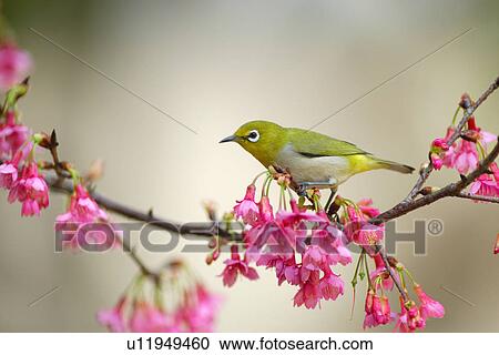 Japanese white-eye perching on a cherry blossom tree branch, side view View Large Photo Image Stock Image - Japanese white-eye perching on a cherry blossom tree branch, side view. Fotosearch