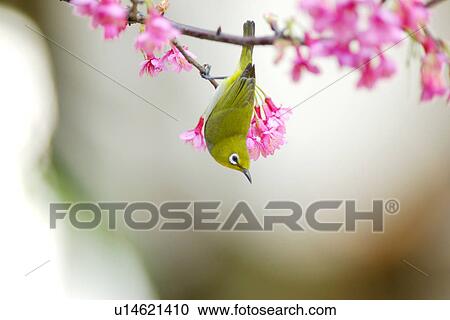 Stock Image - Japanese white-eye standing reverse on cherry blossom tree branch, side view. Fotosearch