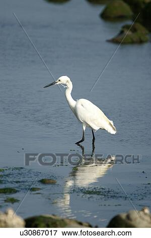 Stock Photo - Little egret wading in water, side view. Fotosearch
