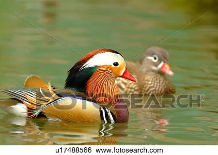 Stock Photograph - Male and female mandarin duck swimming in water, side view. Fotosearch