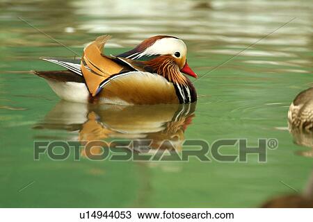 Stock Image - Male mandarin duck floating on water, side view. Fotosearch