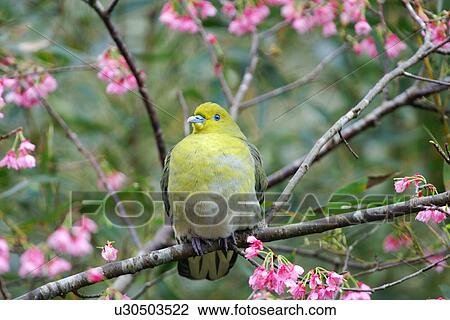 Orange-breasted green pigeon perching on tree branch, front view View Large Photo Image Stock Image - Orange-breasted green pigeon perching on tree branch, front view. Fotosearch