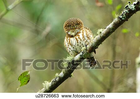 Owl perching on tree branch, front view View Large Photo Image Stock Image - Owl perching on tree branch, front view. Fotosearch