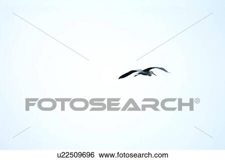 Stock Photograph - Seagull flying on sky, low angle view. Fotosearch